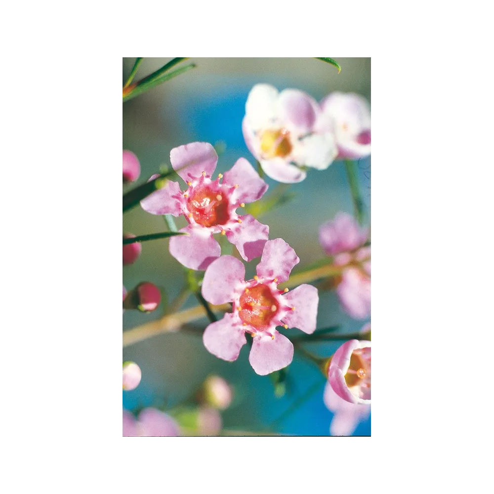 Esencia única Australian Living - Cera Geraldton (Chamelaucium uncinatum) 15 ml