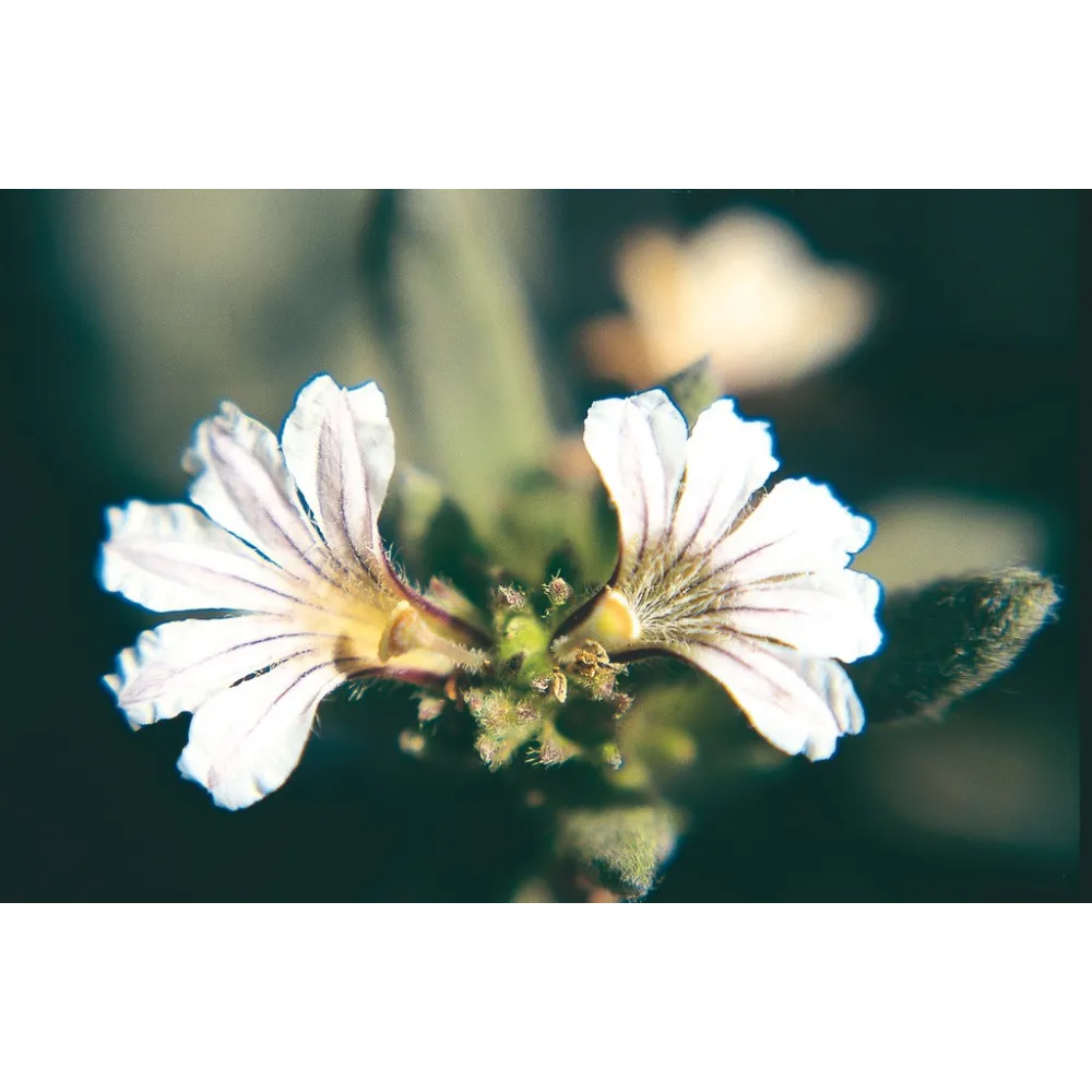 Esencia única de Australian Living - Manos generosas (Scaevola striata) 15 ml