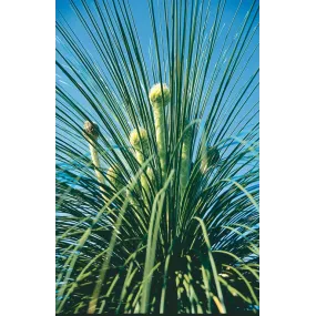 Esencia única Australian...