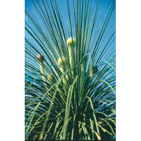 Essenza Singola Australian Living - Goddess Grasstree (Kingia argentia) 15 ml