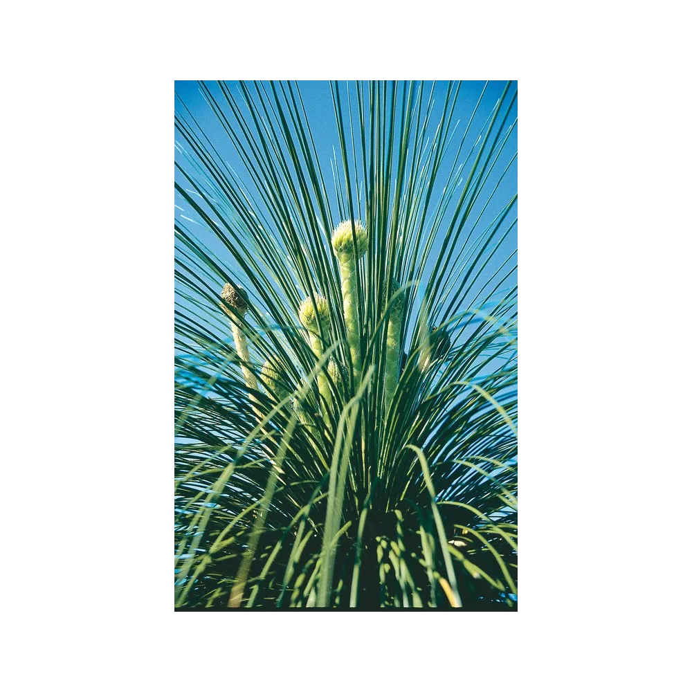 Esencia única Australian Living - Kingia argentia (15 ml)