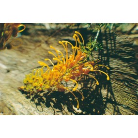 Esencia única de Australian Living - Golden Glory Grevillea (Grevillea tenuiloba) 15 ml