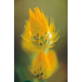 Australian Living Single...