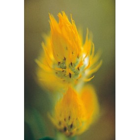 Esencia única Australian Living - Waitsia Dorada (Waitsia aurea) 15 ml