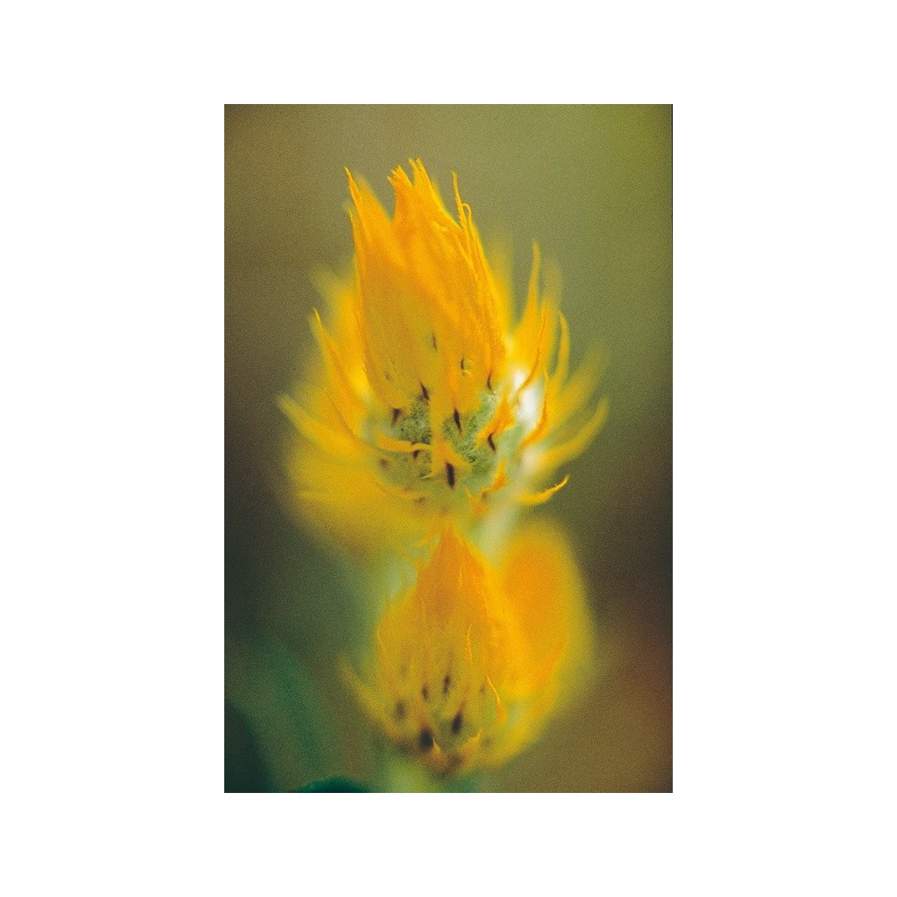 Australian Living Single Essence - Golden Waitsia (Waitsia aurea) 15 ml
