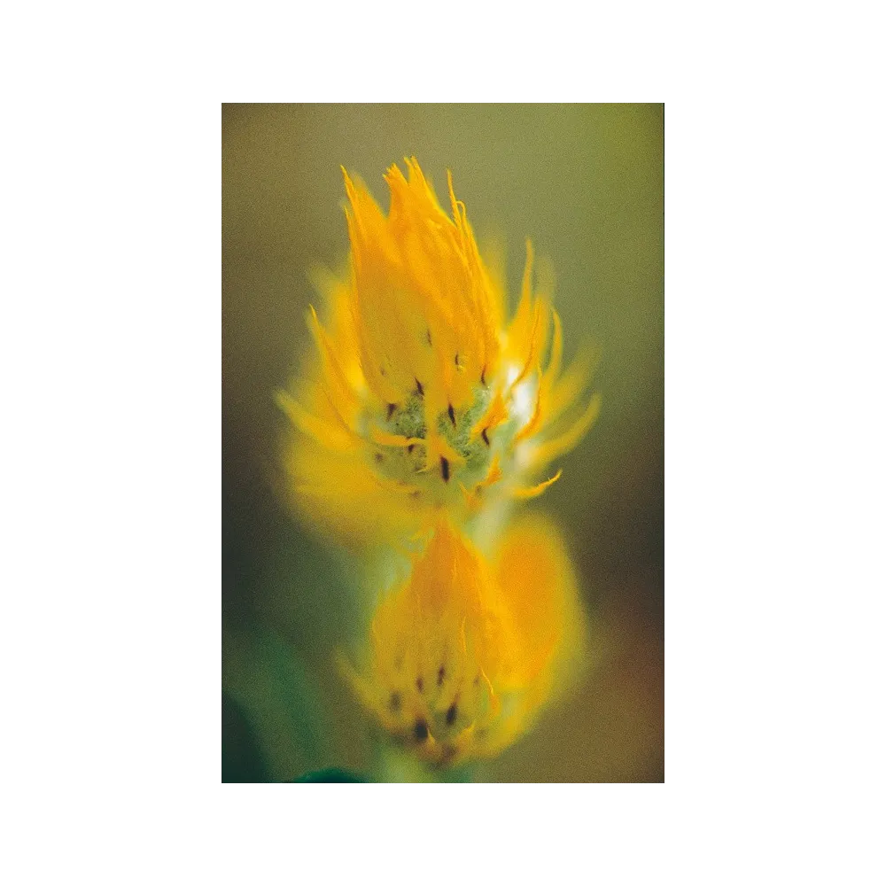 Esencia única de Australian Living - Waitsia dorada (Waitsia aurea) 15 ml