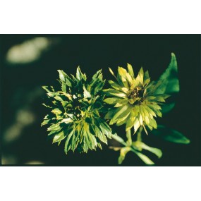 Australian Living Single Essence - Rose verte (Roseum chinensis veridiflora) 15 ml