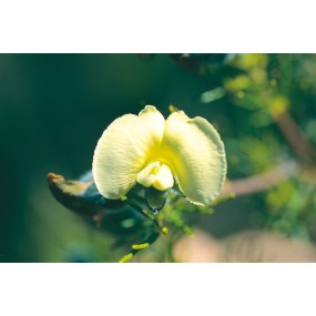Esencia única de Australian Living - Guisante amarillo peludo (Gompholobim tormentosa) 15 ml