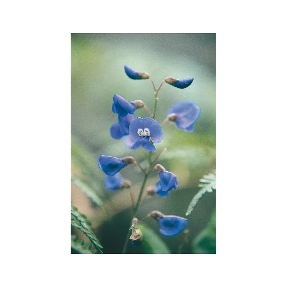 Australian Living Single Essence – Happy Wanderer (Hardenbergia comptoniana) 15 ml