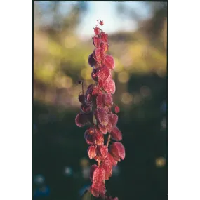 Australian Living Single...