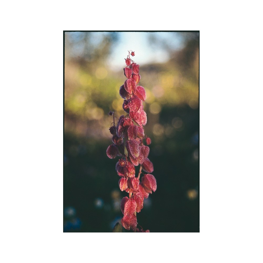 Esencia única Australian Living - Arbusto de Lúpulo (Dodonaea sp.) 15 ml