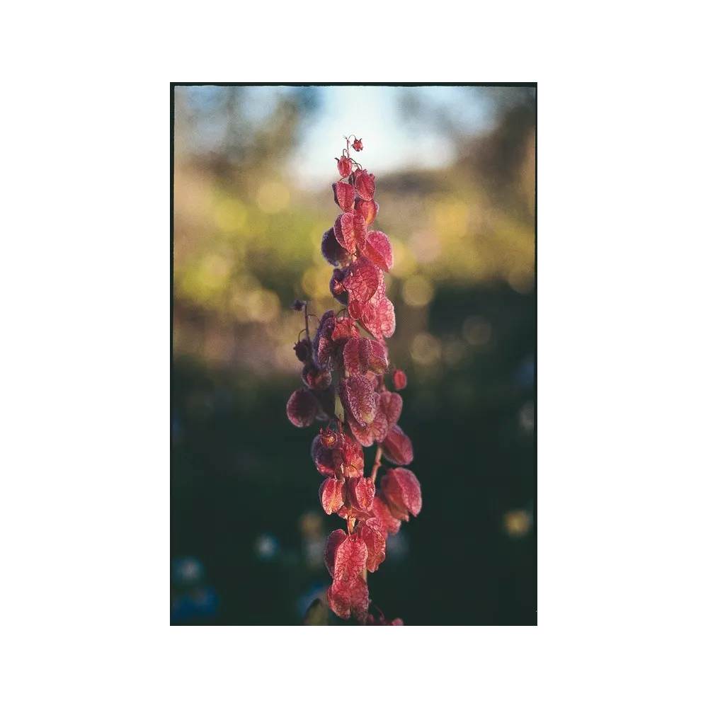 Esencia única de Australian Living - Lúpulo (Dodonaea sp.) 15 ml