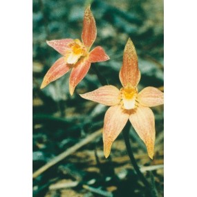 Esencia única Australian Living - Hada Rosa Híbrida (Caladenia latifolia) 15 ml