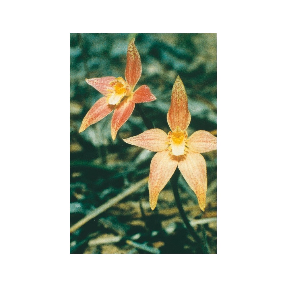 Australian Living Single Essence - Fée rose hybride (Caladenia latifolia) 15 ml