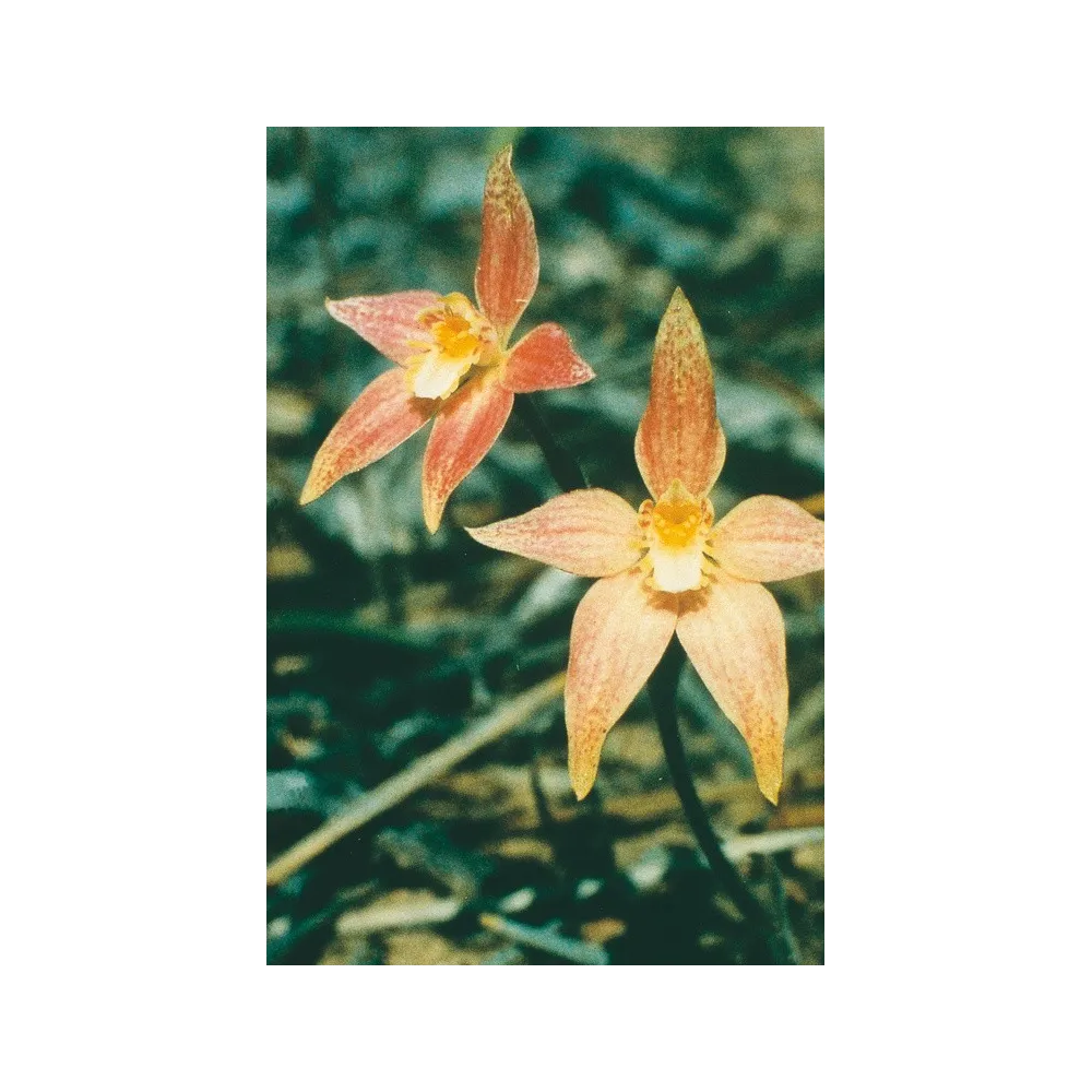 Esencia única de Australian Living - Hada rosa híbrida (Caladenia latifolia) 15 ml