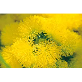 Essence simple Australian...