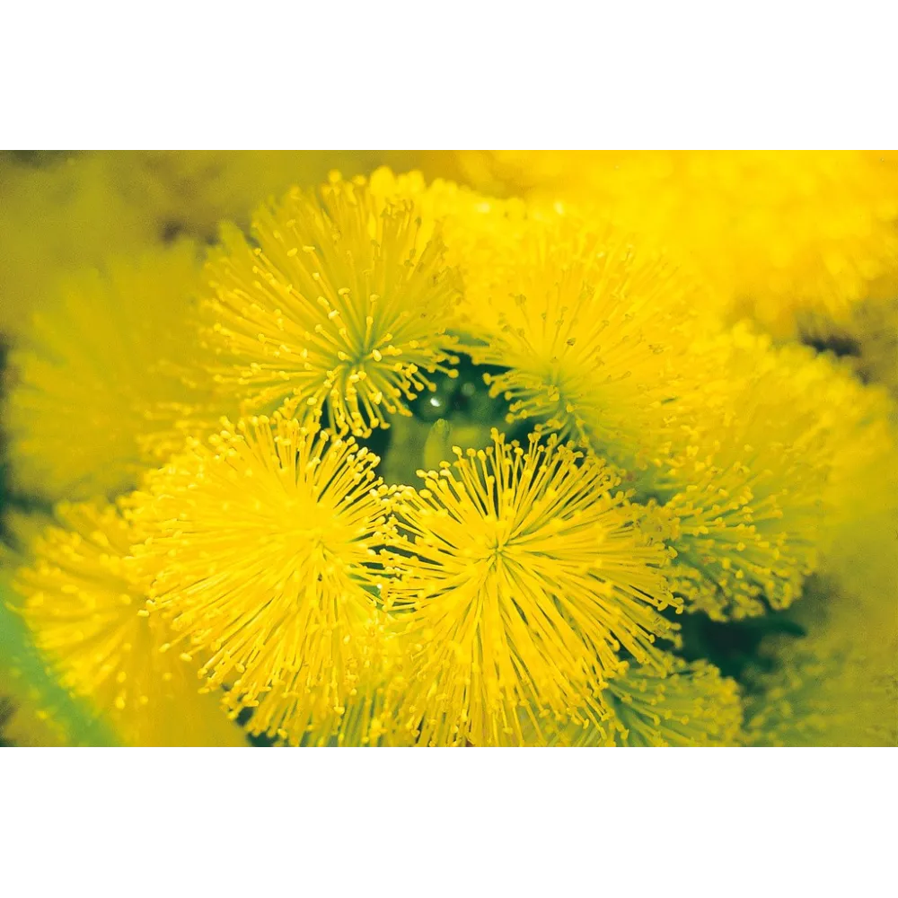 Esencia única de Australian Living - Illyarrie (Eucalyptus erythrocorys) 15 ml