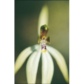 Esencia única Australian Living - Orquídea sin hojas (Praecoxanthus aphylla) 15 ml
