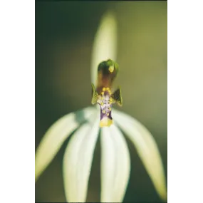 Esencia única de Australian...