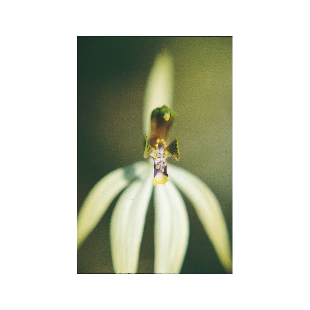 Australian Living Single Essence – Blattlose Orchidee (Praecoxanthus aphylla) 15 ml