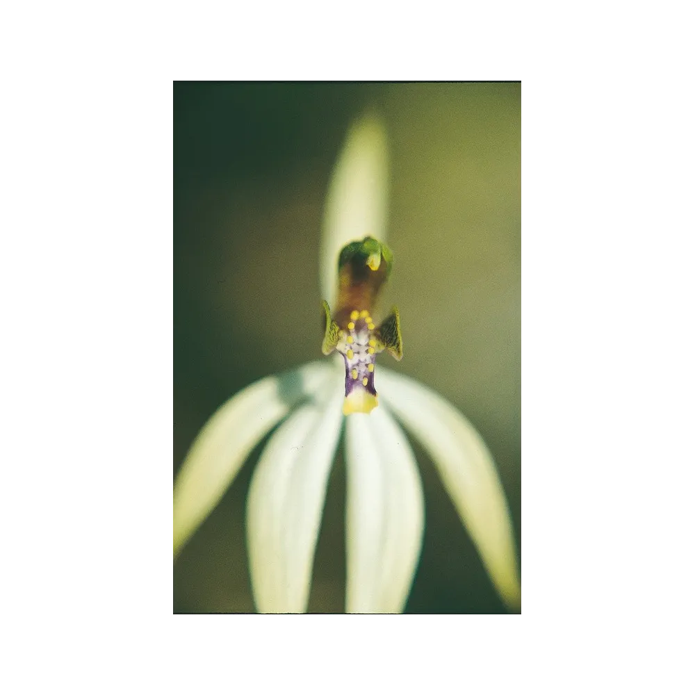 Esencia única de Australian Living - Orquídea sin hojas (Praecoxanthus aphylla) 15 ml