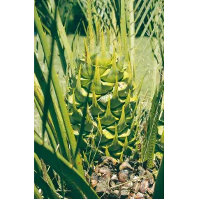 Esencia única Australian...