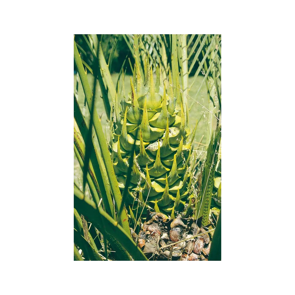 Australian Living Single Essence - Macrozamia (Macrozamia reidlei) 15 ml