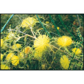 Australian Living Single Essence - Many Headed Dryandra (Dryandra polycephalus) 15 ml
