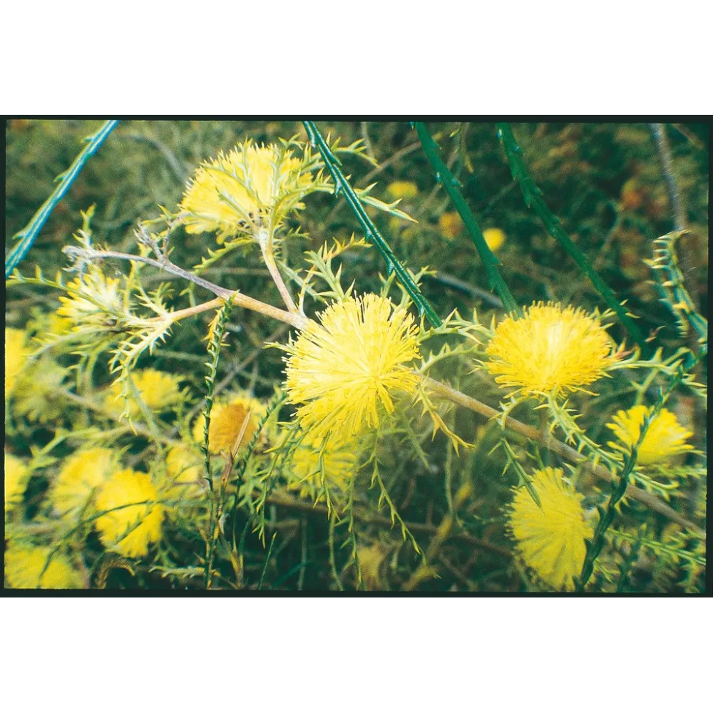 Esencia única Australian Living - Dryandra multicabeza (Dryandra polycephalus) 15 ml