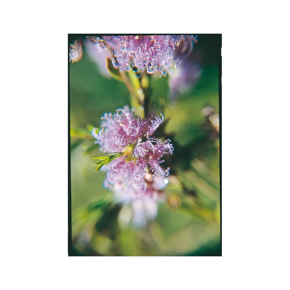 Esencia única Australian Living - Melaleuca malva (Malaleuca thymifolia) 15 ml