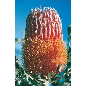 Australian Living Essence...