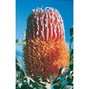 Australian Living Single Essence - Menzies Banksia (Banskia menziesii) 15 ml