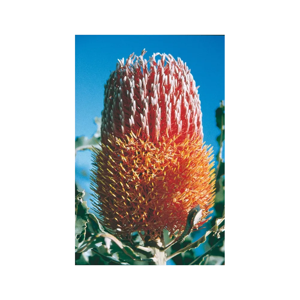 Australian Living Essence Unique - Menzies Banksia (Banskia menziesii) 15 ml