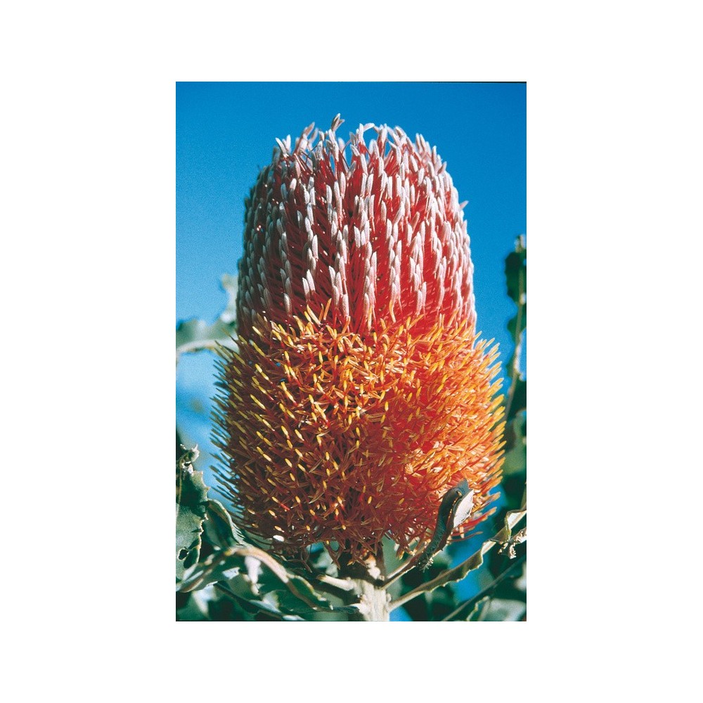 Australian Living Single Essence - Menzies Banksia (Banskia menziesii) 15 ml