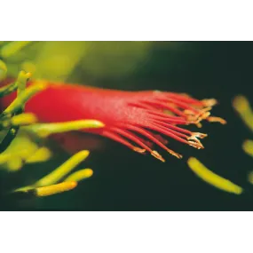 Esencia única Australian...