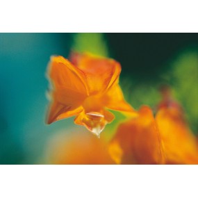 Essenza Singola Australian Living - Orange Leschenaultia (Leschenautila formosa) 15 ml