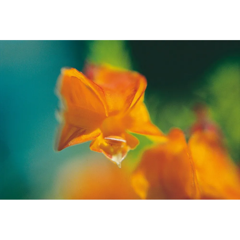 Esencia única Australian Living - Leschenaultia Naranja (Leschenautila formosa) 15 ml