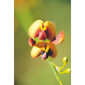 Australian Living Single Essence - Orange Spiked Pea (Daviesa divaricata) 15 ml