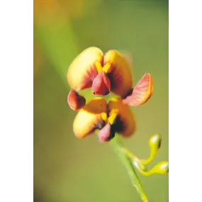 Australian Living Single...