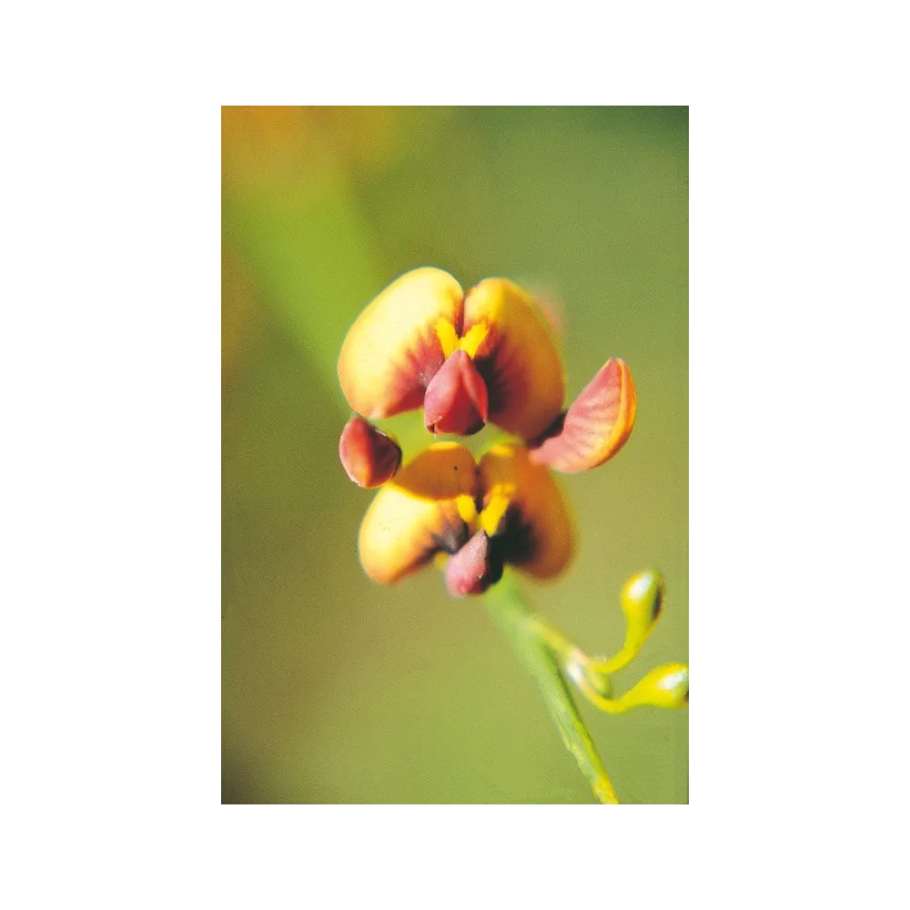 Esencia única de Australian Living - Guisante de naranja (Daviesa divaricata) 15 ml