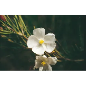 Esencia única Australian...