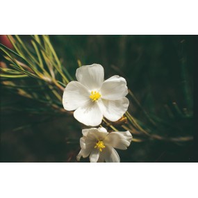Essenza Singola Australian Living - Pale Sundew (Dorsera pallida) 15 ml