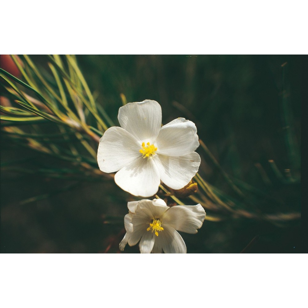 Australian Living Single Essence - Pale Sundew (Dorsera pallida) 15 ml
