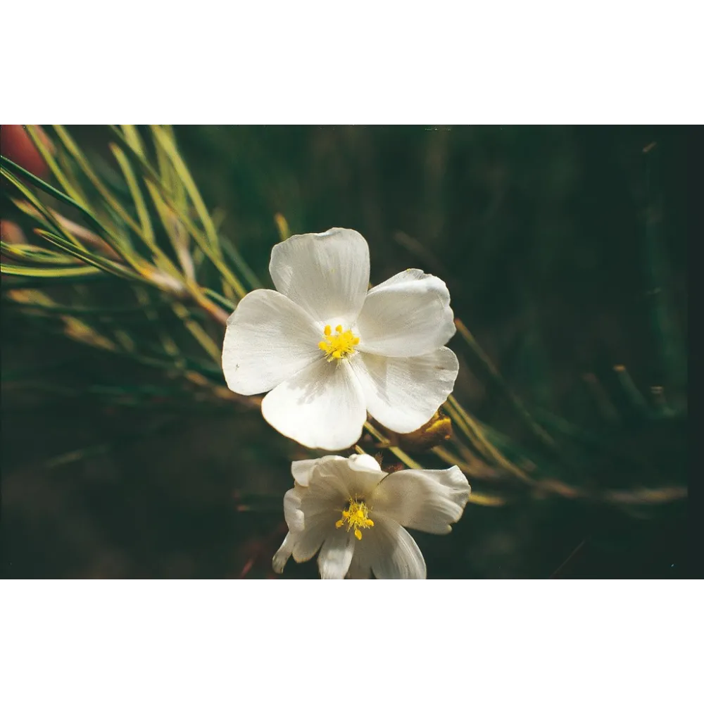 Esencia única Australian Living - Rocío de sol pálido (Dorsera pallida) 15 ml