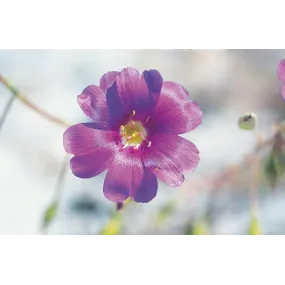 Esencia única de Australian...