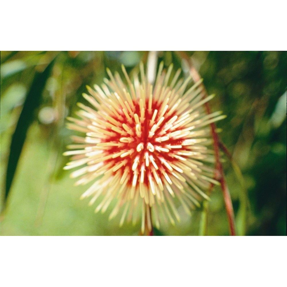 Australian Living Single Essence - Coussin Hakea (Hakea laurina) 15 ml