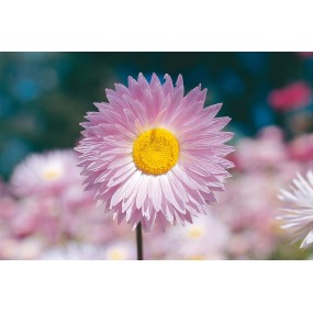 Australian Living Single Essence – Pink Everstanding (Helipterum roseum) 15 ml