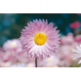 Esencia única Australian...