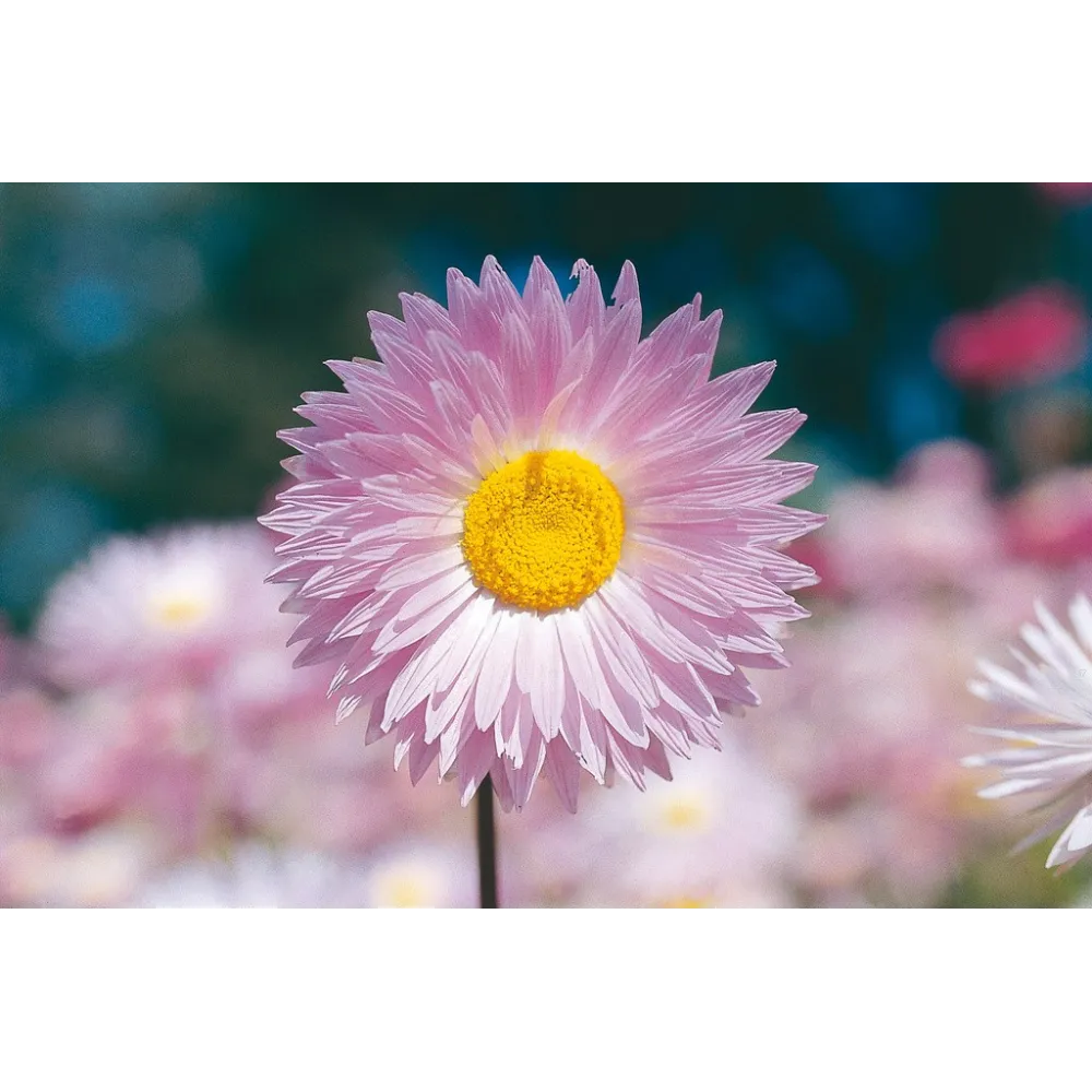 Australian Living Single Essence - Pink Everlasting (Helipterum roseum) 15 ml