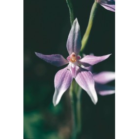 Australian Living Single Essence – Rosa Feenorchidee (Caladenia latifolia) 15 ml